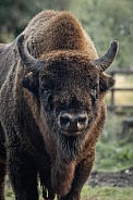 Bison Portrait in Colour