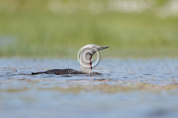 The red-throated loon (North America) or red-throated diver (Britain and Ireland)