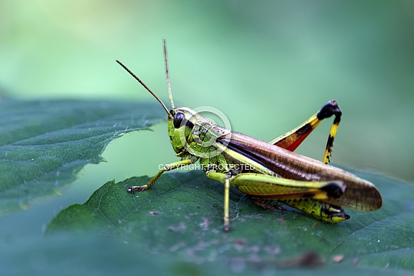 Large Green Grasshopper