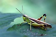 Large Green Grasshopper