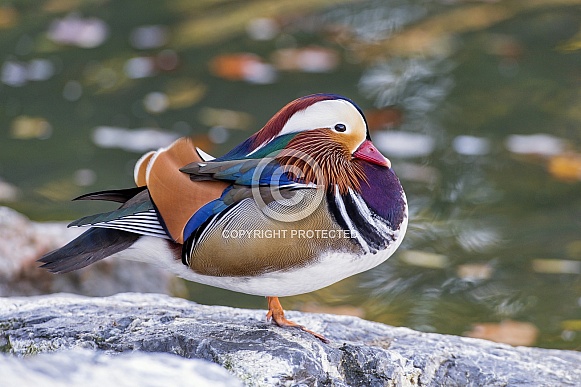 Mandarin Duck