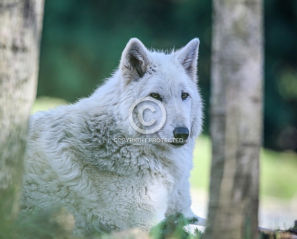 Gray Wolf Gray Wolf