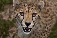 Cheetah (Acinonyx jubatus jubatus)