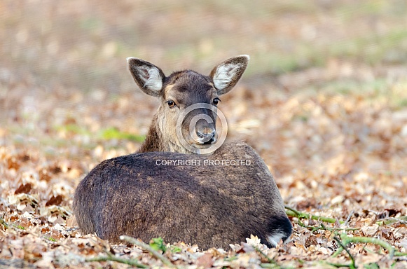 Fallow Deer Doe