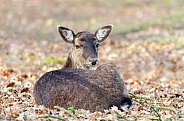 Fallow Deer Doe