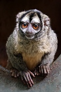 Three-striped night monkey (Aotus trivirgatus)