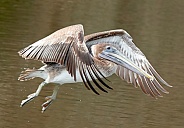 Brown Pelican