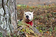 White pitbull looking around a tree