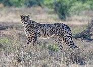 Juvenile Cheetah