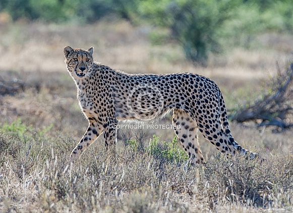 Juvenile Cheetah
