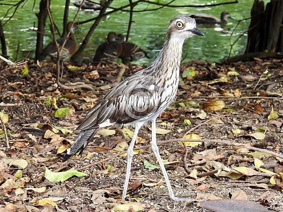 Bush Stone-curlew