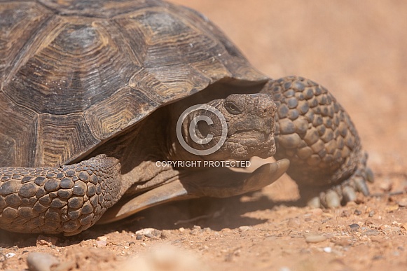 Mojave Desert Tortoise, Gopherus agassizii Mojave Desert Tortoise, Gopherus agassizii