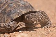 Mojave Desert Tortoise, Gopherus agassizii
