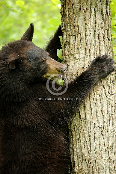 Black Bear