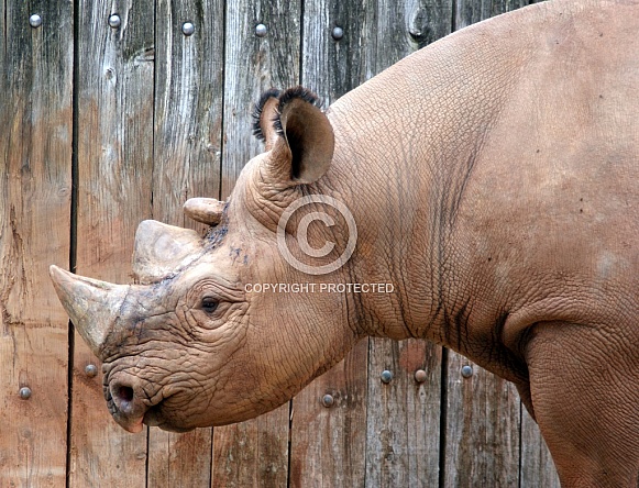 3 Horned Black Rhino 3 Horned Black Rhino