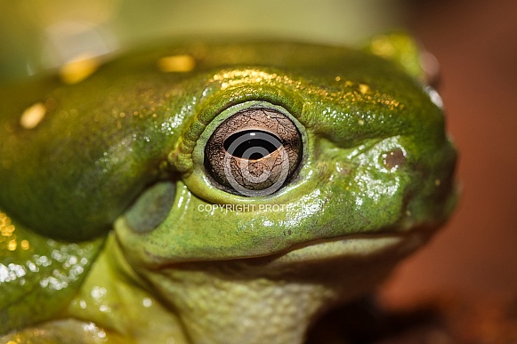 Magnificent Green Frog
