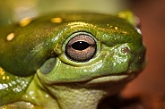 Magnificent Green Frog