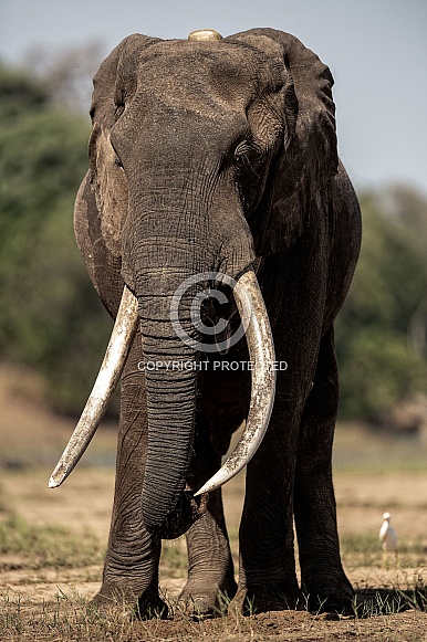 African Elephant African Elephant