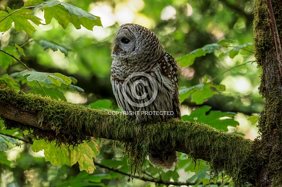 Barred Owl