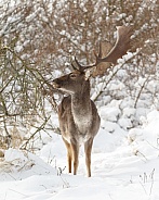 Fallow deer in wintertime