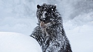 Spectacled Bear in the Snow