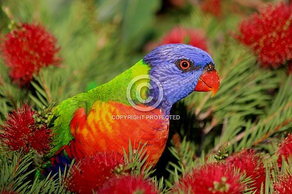 Rainbow Lorikeet