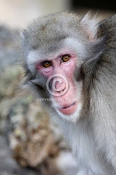 Japanese Macaque (Macaca Fuscata)