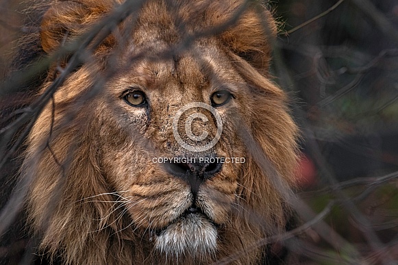 Asiatic Lion Hiding Behind Twigs Asiatic Lion Hiding Behind Twigs