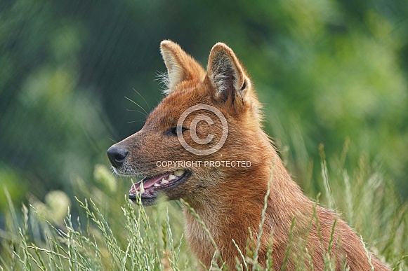 Chinese Dhole Chinese Dhole