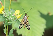 Scorpion Fly