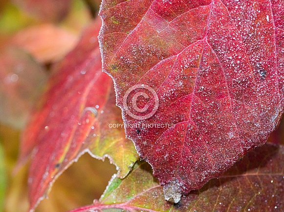 Vibrant Fall Colors on a Cranberry Bush