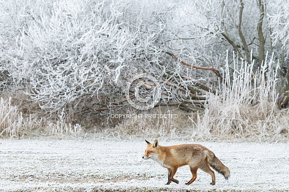 Red foxes