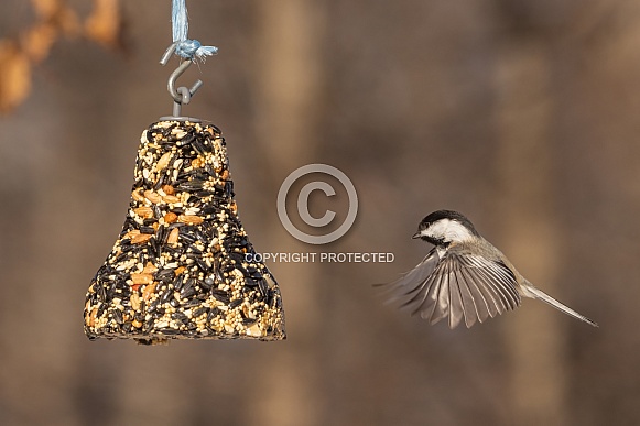 Flying Chickadee