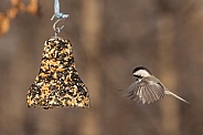 Flying Chickadee