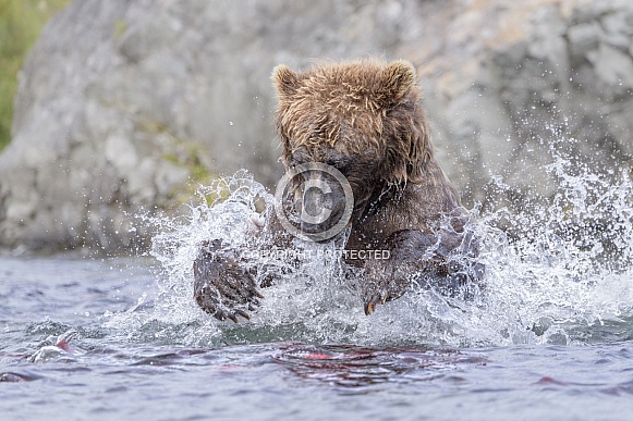 Brown Bear