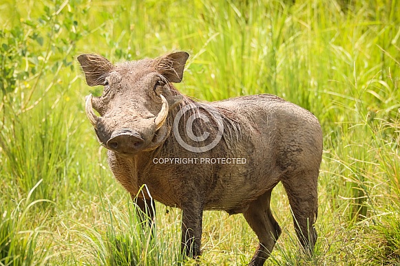 Warthog