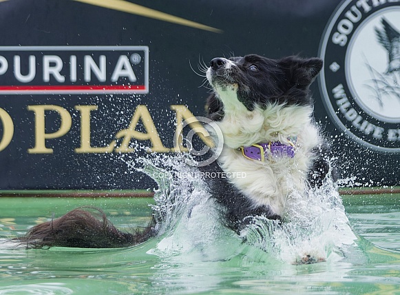 Border Collie or Australian Shepherd