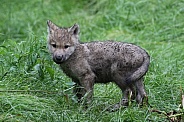 young hudson bay wolf