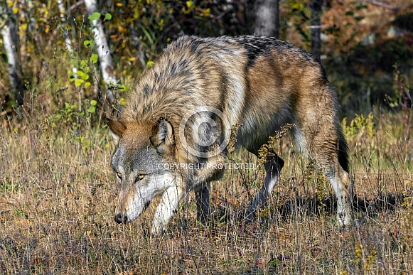 Grey Wolf (Male)