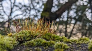 Close up of moss growing