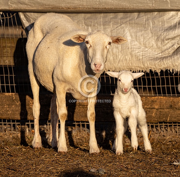 Baby sheep Lambs Baby sheep Lambs