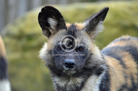 African Wild Dog African Wild Dog