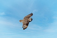 Short Eared Owl--Short Eared Owl Flyby