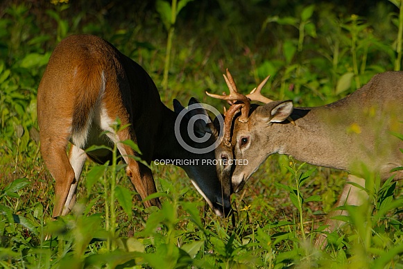 White tail deer