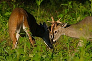 White tail deer