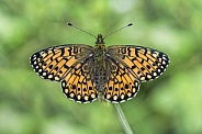 Small pearl bordered fritillary