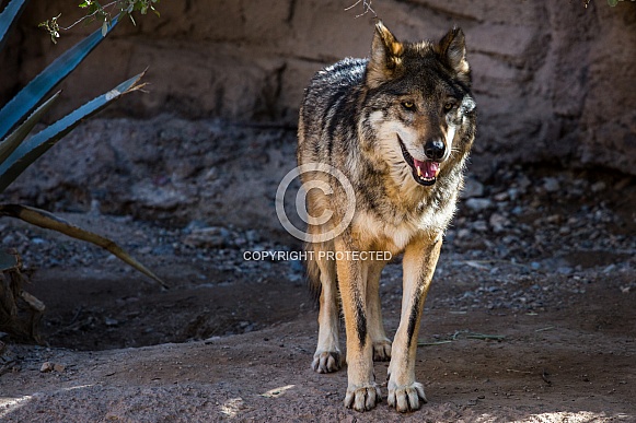 Gray Wolf Gray Wolf