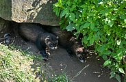 Polecat