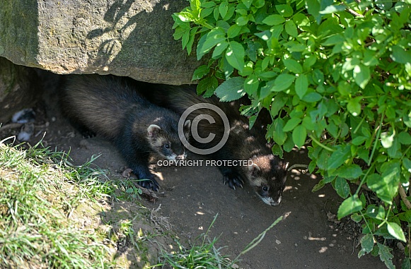 Polecat