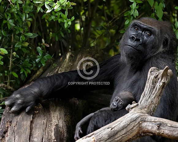 Western Lowland Gorilla